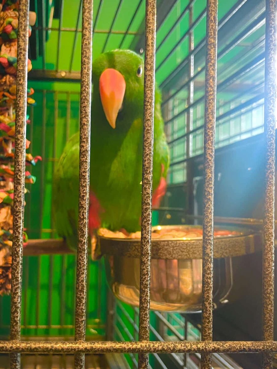 Eclectus Parrot
